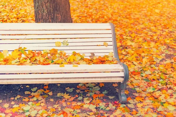 Upadłych liści na drewnianej ławce w pustym parku jesiennym tle. Ława w jesiennym krajobrazie, Park miejski z żółtymi listwami, ława uliczna w krajobraz alei upadku. Koncepcja weekendu w parku miejskim. — Zdjęcie stockowe