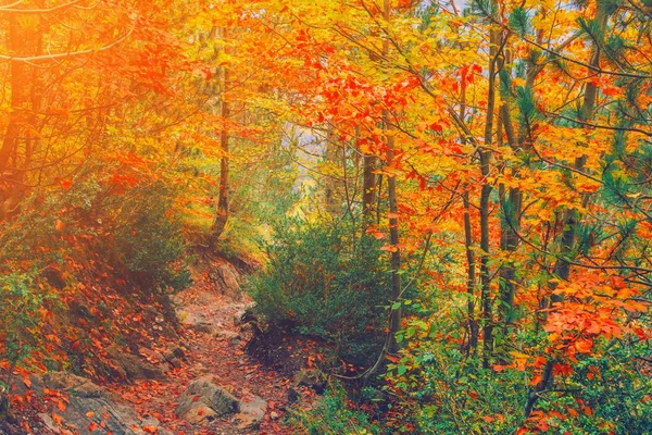 Ösvény a természetes parkban őszi fákkal. Festői szépségű őszi ősz — Stock Fotó