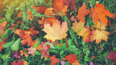 Sarı, turuncu ve kırmızı eylül sonbahar beau yere yaprakları