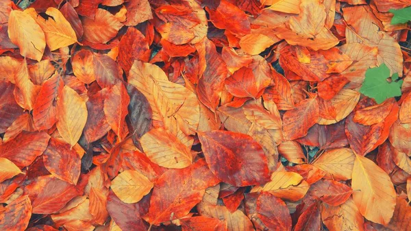 Amarelo, laranja e vermelho outubro folhas de outono no chão em belo parque de outono. caído colorido dourado outono folhas close up vista no chão em luz ensolarada outubro natureza macro folha flatlay fundo — Fotografia de Stock