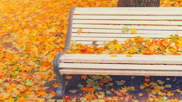 Spadły liście na drewnianej ławce w pustym parku jesiennym tle. Ławka w jesiennym krajobrazie, park miejski z żółtymi liśćmi, ławka uliczna w jesiennym krajobrazie alejki. Koncepcja weekendowego parku miejskiego. — Zdjęcie stockowe