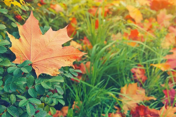 Żółty, pomarańczowy i czerwony wrzesień liści na zielonym krzew wzrosła hip — Zdjęcie stockowe