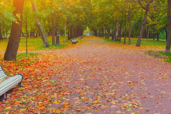 Őszi Park Alley Város Táj Emberek Sétált Őszi Parkban Arany — Stock Fotó