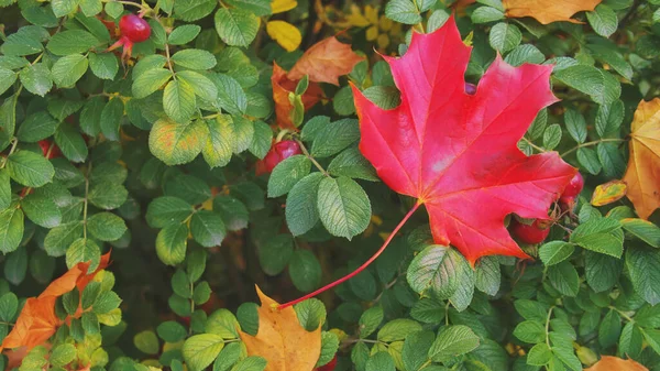 Folhas Setembro Amarelas Cor Laranja Vermelhas Arbusto Verde Aumentaram Quadris — Fotografia de Stock