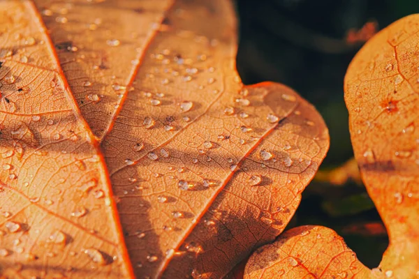 Dry Fall Leaf Texture Detail Abstract Background Autumn Beauty Forest — Stock Photo, Image