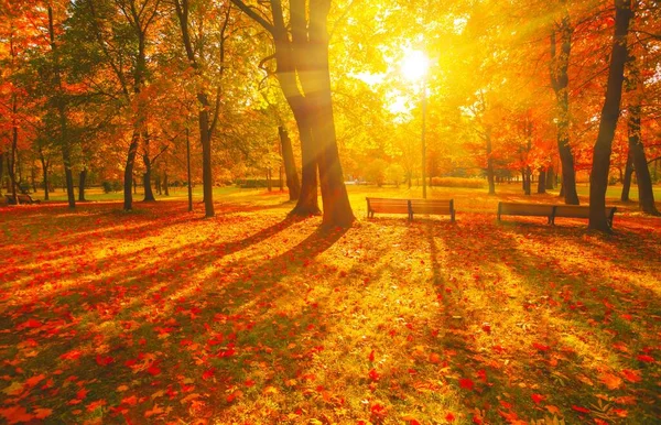 秋の森の道 オレンジ色の木 秋の都市公園で赤茶色のカエデの葉 夕日霧の中で自然シーン風光明媚な風景の中に木製のベンチ明るい光の太陽晴れた日の日の出 朝の日差しの景色 — ストック写真