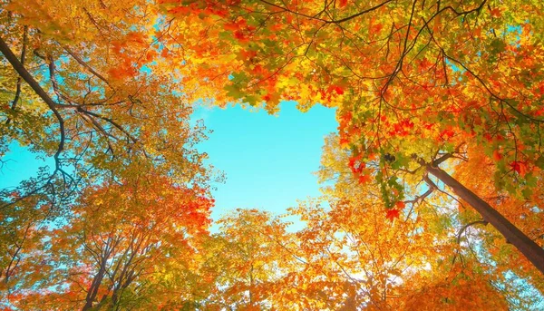 Sfondo Foresta Autunno Albero Colore Vibrante Fogliame Rosso Arancio Nel Immagine Stock