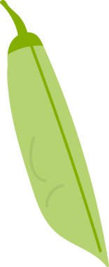 Düz bir yüzeyi olan tek bir uzun bezelye kabuğu. Kapsül çok az detay ve temiz bir tasvirle tasvir ediliyor. Çizgi film vektör illüstrasyonu.