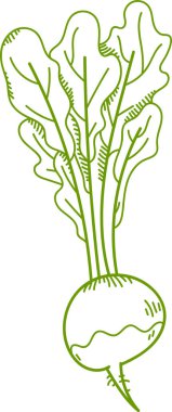 Elle çizilmiş uzun yapraklı bir pancar kökü. Kök sebze ayrıntılı çizgi çalışması ve gölgelendirme ile tasvir edilir. Çizgi film vektör illüstrasyonu.