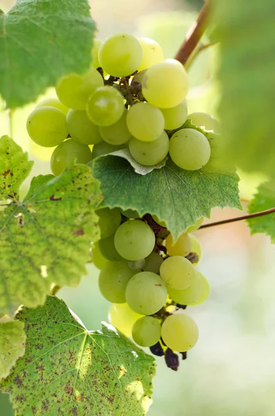 Raisins mûrs dans la cour ensoleillée de vigne.Raisins poussant sur la vigne — Photo