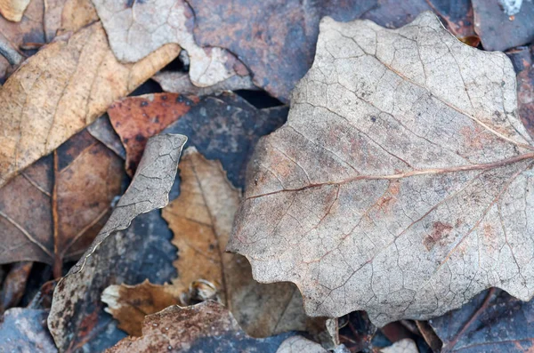 Achtergrond uit verschillende herfst bladeren. Droge bladeren en twijgen op de grond — Stockfoto