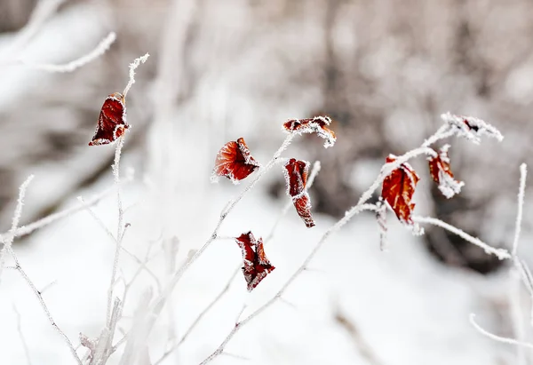 Frost.Close van de winter omhoog van een bevroren boomtak — Stockfoto