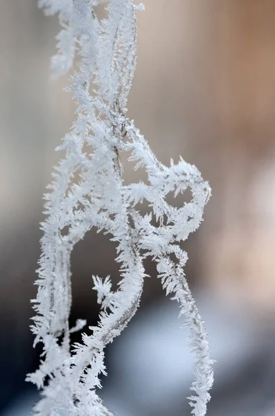 Ramo d'albero congelato.Inverno Gelo — Foto Stock