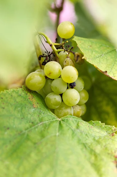 Dojrzałe winogrona w Sunny Vine Yard.Winogrona rosnące na winorośli — Zdjęcie stockowe