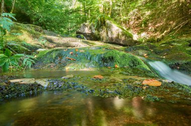 Yeşil forrest kayalarda geçen nehir