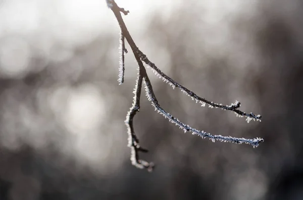 Bevroren boomtak. Winter Frost — Stockfoto