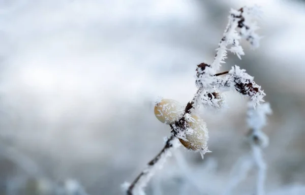 Frost.Close van de winter omhoog van een bevroren boomtak — Stockfoto