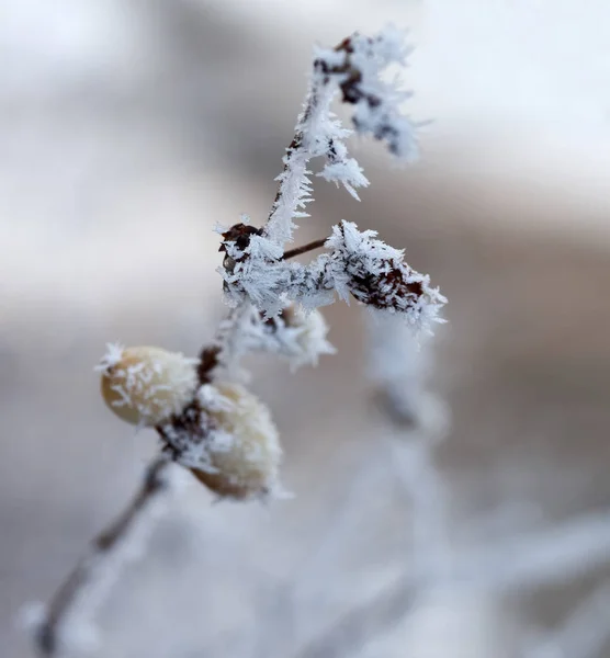 Frost.Close van de winter omhoog van een bevroren boomtak — Stockfoto