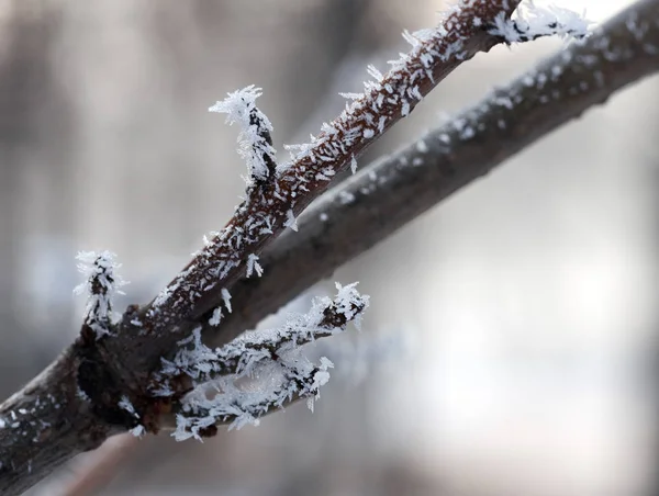 Bevroren boomtak. Winter Frost — Stockfoto