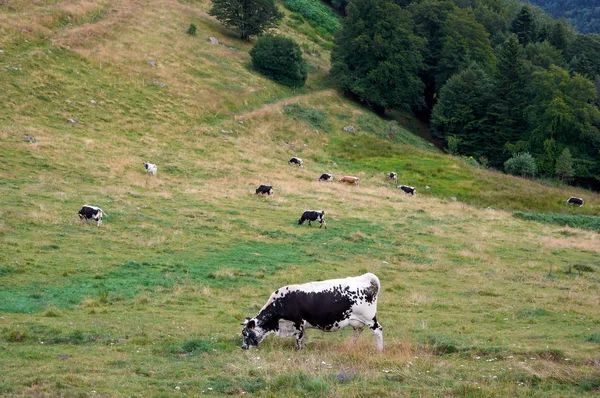 Vacas pastando em pastagens de montanha — Fotografia de Stock