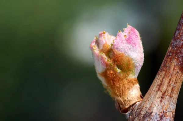 Vitis vinifera, üzüm asma Filiz. Yeni yapraklar, Bahar başında çimlenme