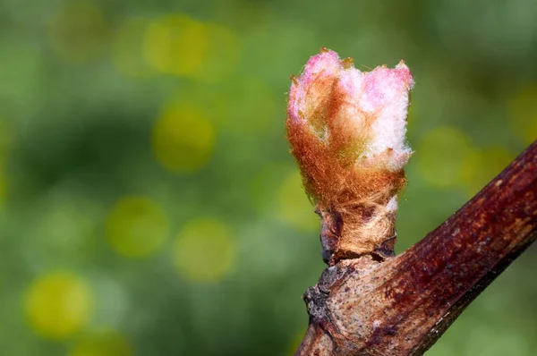 Vitis vinifera, üzüm asma Filiz. Yeni yapraklar, Bahar başında çimlenme