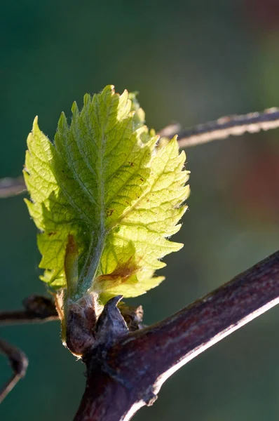 Germe de Vitis vinifera, vigne. De nouvelles feuilles germent au début du printemps — Photo