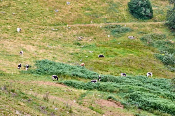 Коровы пасутся на горных пастбищах — стоковое фото