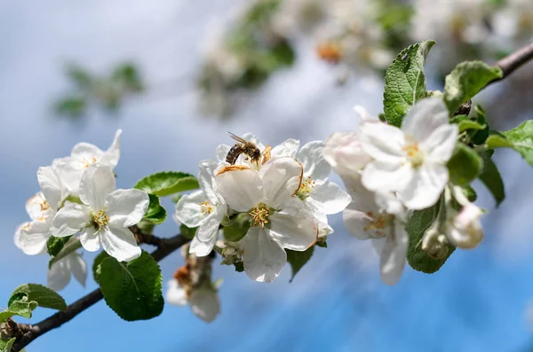 Arı çiçek açması elma ağacında. Çalışma arı Telifsiz Stok Imajlar