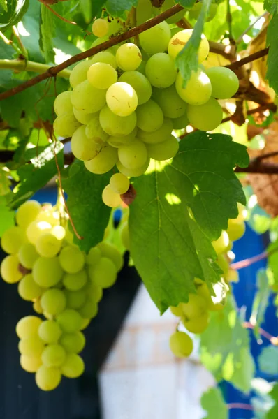 Raisins mûrs dans la cour ensoleillée de vigne.Raisins poussant sur la vigne — Photo