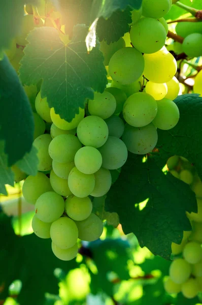 Dojrzałe winogrona w Sunny Vine Yard.Winogrona rosnące na winorośli. — Zdjęcie stockowe