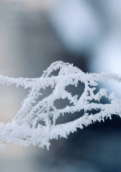 Close up of a frozen tree branch.Winter Frost — Stock Photo, Image