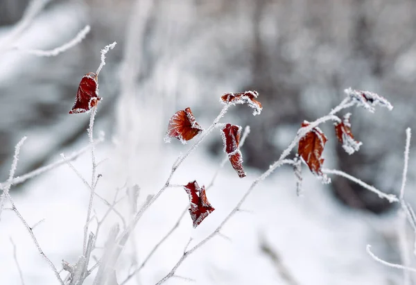 Frost.Close van de winter omhoog van een bevroren boomtak — Stockfoto