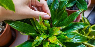 Ev bitkilerinin kararmış yaprakları. Kök selinin sebebi. Bolca sulama, çürüyen kökler, siyah yapraklar. Çiçekçilik hataları. Yüksek kalite fotoğraf