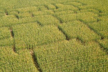 Bir mısır labirenti. Mısır tarlaları çocuklar ve yetişkinler için eğlencelidir. Tarlalarda yaşayan labirentler - Avrupa 'da popüler eğlence. Yüksek kalite fotoğraf