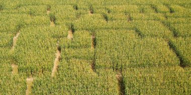 Bir mısır labirenti. Mısır tarlaları çocuklar ve yetişkinler için eğlencelidir. Tarlalarda yaşayan labirentler - Avrupa 'da popüler eğlence. Yüksek kalite fotoğraf