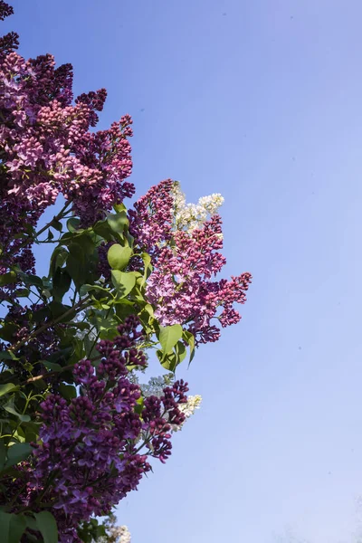 Lila dikey fotoğraf dalı. Öğlen yakın çekim. Sert gölgeler