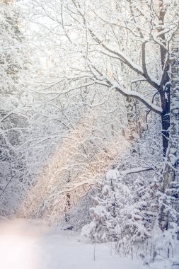 Kış, kar, sert ışık, orman, yol, kırsal yaşam