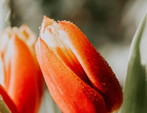 Frühling, frische Blumen Tulpen - Bild — Stockfoto