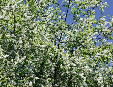 Tam bloom - görüntü bahar kiraz çiçekleri