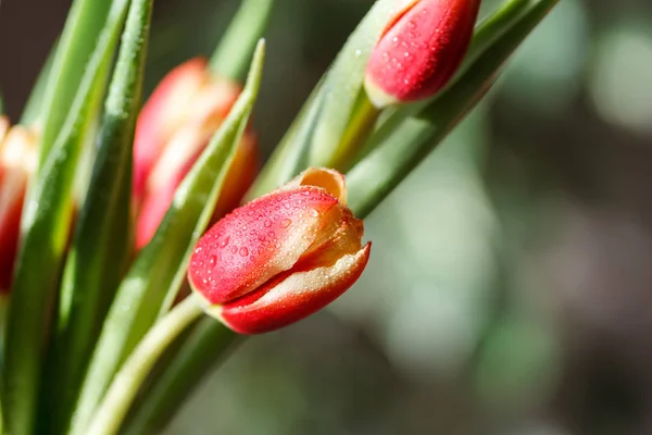 Frühlingsstrauß aus roten Tulpen drinnen — Stockfoto