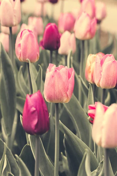 Frühling, ein öffentlicher Stadtpark Tulpen - vertikales Bild — Stockfoto