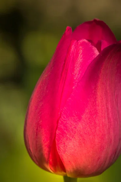 Rote Blume Tulpe Nahaufnahme auf grünem Hintergrund - Bild — Stockfoto