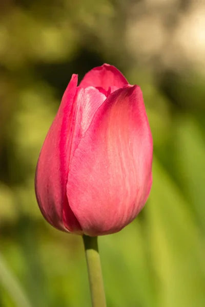 Rote Blume Tulpe Nahaufnahme auf einem grünen Hintergrund im Freien — Stockfoto