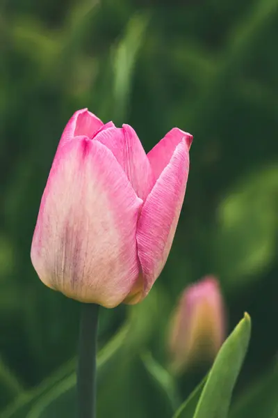 Frühling ein öffentlicher Stadtpark Tulpen Nahaufnahme - Bild — Stockfoto