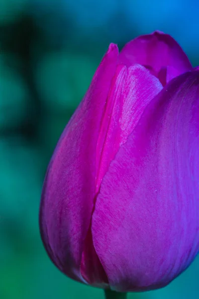 Lila Blume Tulpe Nahaufnahme auf grünem Hintergrund - Bild — Stockfoto