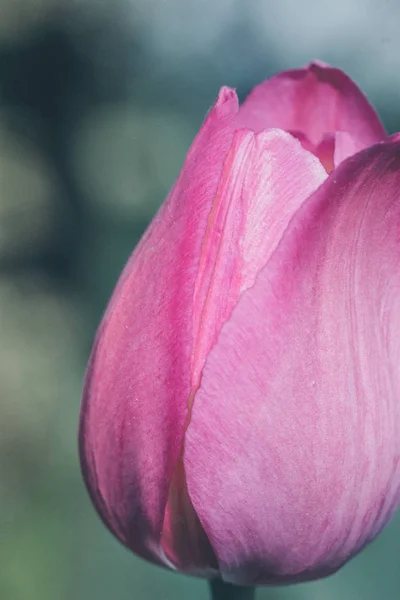 Pink flower tulip close-up on a green background - image — Stock Photo, Image