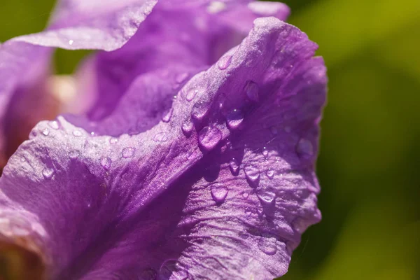 Abstraktion einer lila Irisblume im Freien — Stockfoto