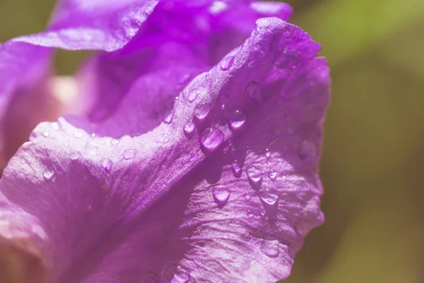 Abstraktion lila Iris Blume nach regen Pastell Bild — Stockfoto