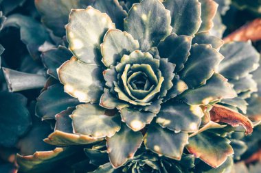 Soyutlama arka plan doku seckülent sempervivum arachnoideum açık havada